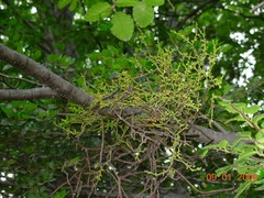 Misodendrum punctulatum
