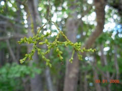 Misodendrum punctulatum