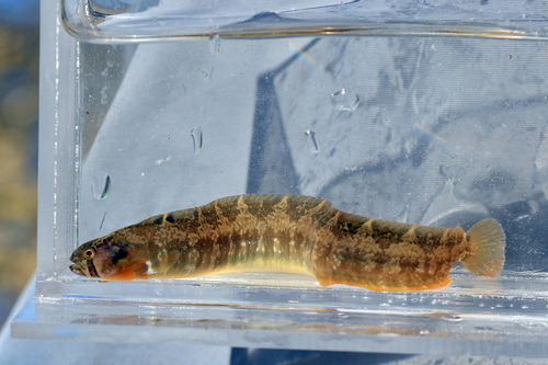 Saddleback gunnel (Pholis ornata) — Pholidae — 4