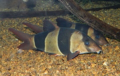 Clown Loach photo 3