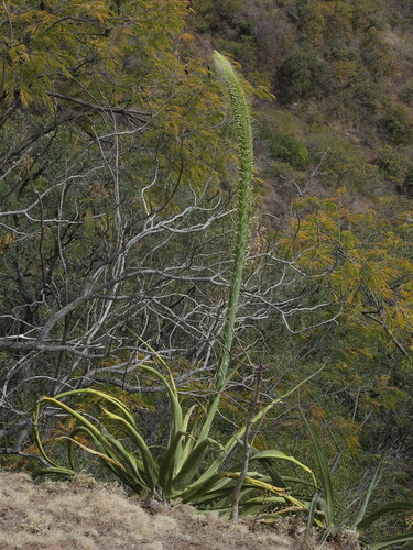 Agave vilmoriniana