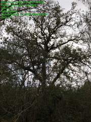 Quercus sinuata sinuata