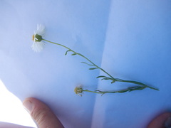 Erigeron engelmannii