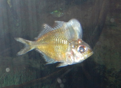 Humphead glassfish (Parambassis pulcinella) — Ambassidae