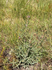 Melaleuca gibbosa