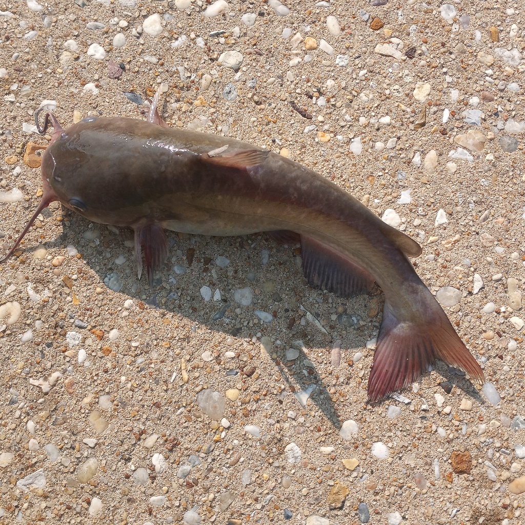 White Catfish from Caroline County, MD, USA on June 5, 2023 at 05:24 PM ...