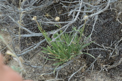 Erigeron engelmannii