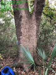 Quercus sinuata sinuata
