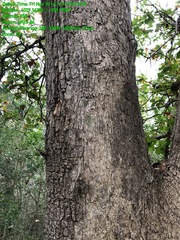 Quercus sinuata sinuata