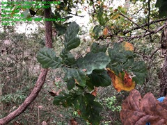 Quercus sinuata sinuata
