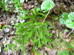 Austrolycopodium magellanicum
