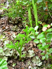 Austrolycopodium magellanicum