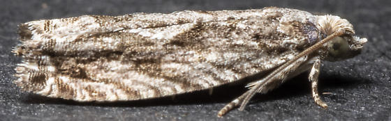 ironwood fruitworm