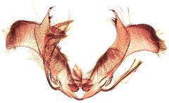 Gretchena delicatana