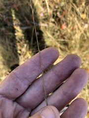 Aristida simpliciflora