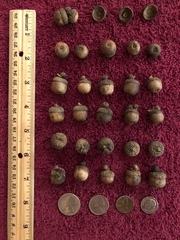 Quercus sinuata sinuata