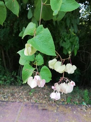 Antigonon cinerascens