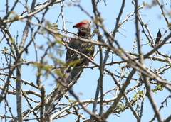 Urocolius indicus transvaalensis