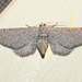 Eupithecia zygadeniata - Photo (c) Chuck Sexton,  זכויות יוצרים חלקיות (CC BY-NC), הועלה על ידי Chuck Sexton