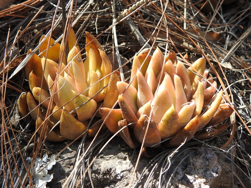 Echeveria coppii