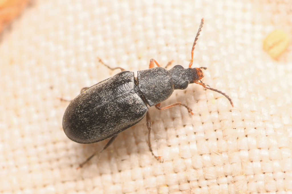 Mycterus canescens