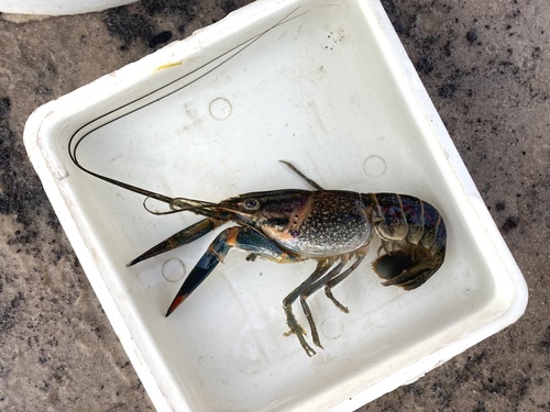 Australian red claw crayfish