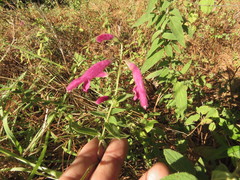 Salvia curviflora