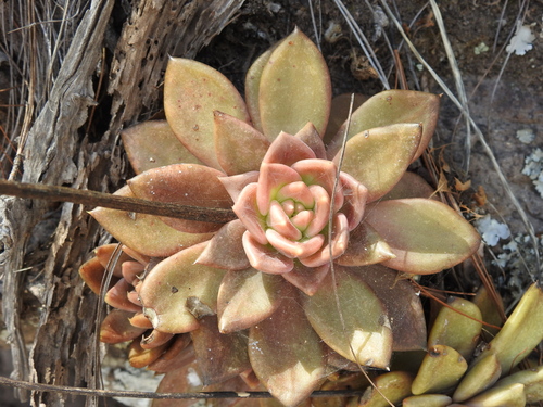 Echeveria coppii