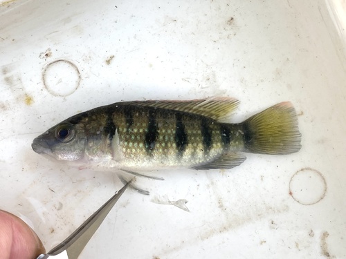 Banded Jewel Cichlid