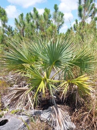 Sabal palmetto
