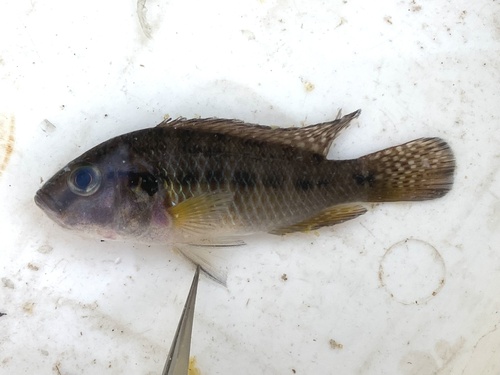 Southern Mouthbrooder
