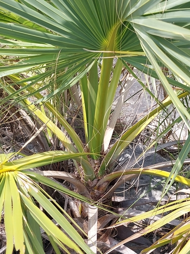 Sabal palmetto