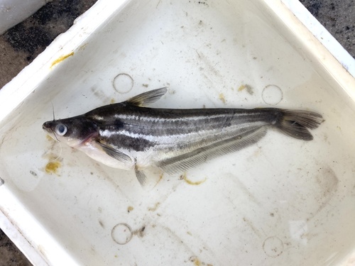 Silver Butter Catfish