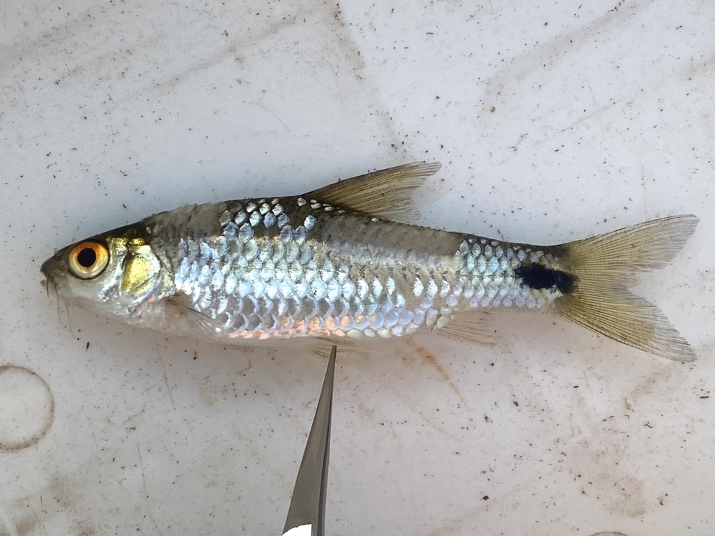 Dashtail barb (Enteromius poechii) — Cyprinidae
