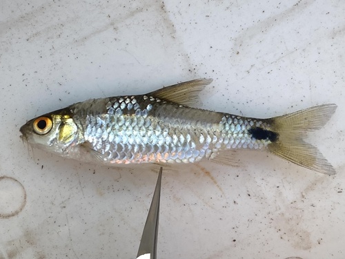 Dashtail barb (Enteromius poechii) — Cyprinidae