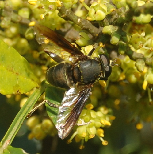 Meromacrus niger