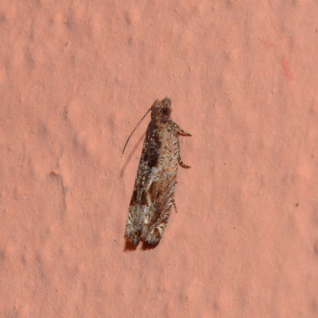 Crocidosema aporema