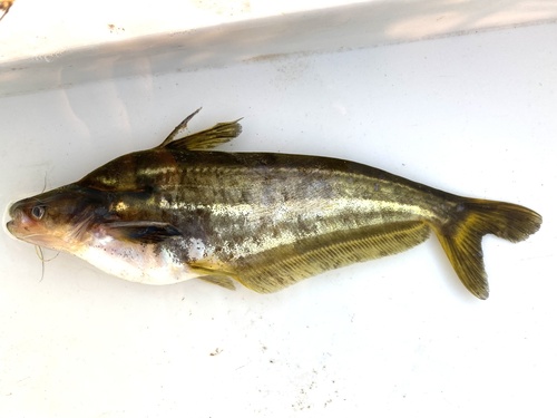Silver catfish (Schilbe intermedius) — Schilbeidae — 5