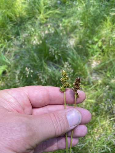Carex gravida iNat (3)