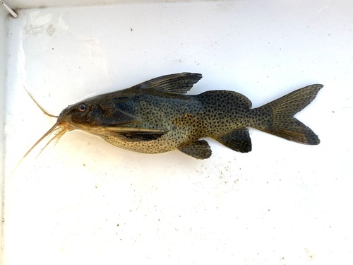 Bubblebarb squeaker (Synodontis woosnami) — Mochokidae — 4