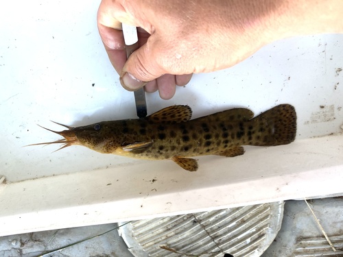 Zambezi grunter (Parauchenoglanis ngamensis) — Claroteidae — 5