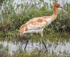 Whooping Crane photo 5
