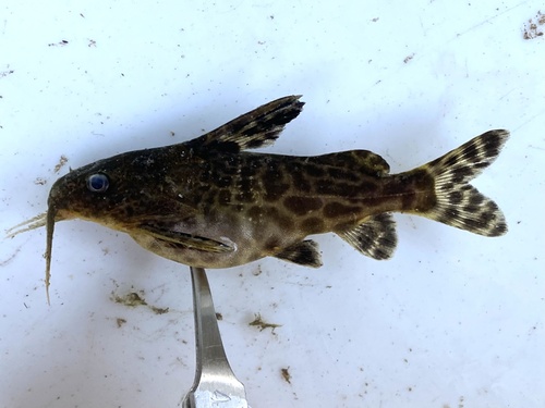 Largemouth squeaker (Synodontis macrostoma) — Mochokidae — 4