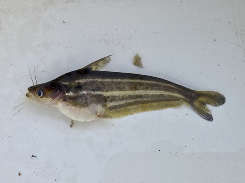 Silver catfish (Schilbe intermedius) — Schilbeidae — 4