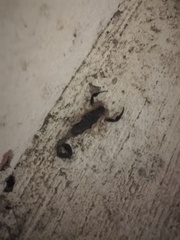 Centruroides fulvipes