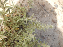 Atriplex corrugata
