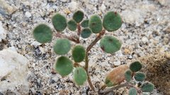 Acmispon maritimus brevivexillus