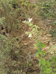 Salvia tenorioi