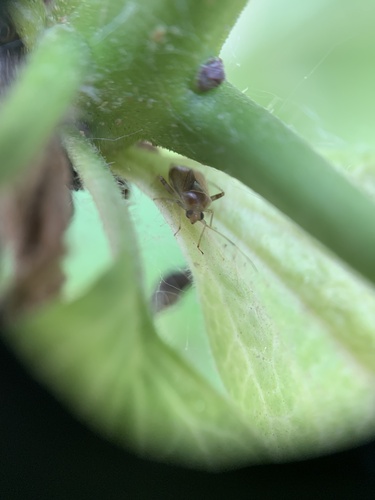 Neolygus omnivagus