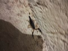 Centruroides fulvipes